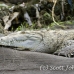 crocodile_american_tar_h_0031_cos0310.jpg